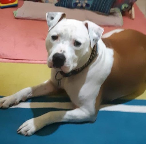 Pontinvrea, smarrito Hero, un cane razza Amstaff