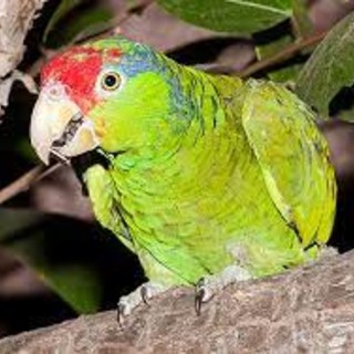 Albenga, pappagallo scappa da Campochiesa: l'appello per ritrovarlo