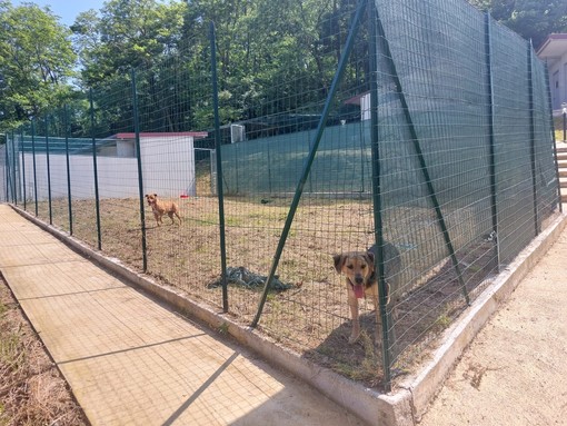 Cadibona, inaugurata la nuova struttura Enpa per gli animali randagi e selvatici (FOTO E VIDEO)