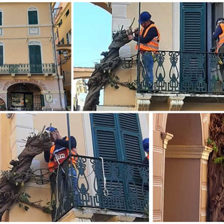 Pietra Ligure, Carrara (gruppo &quot;Centrodestra&quot;): &quot;Garantire la cura del glicine in piazza vecchia&quot;