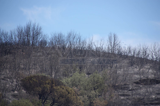 Incendio nell'albenganese, nuovi focolai nella notte: situazione sotto controllo