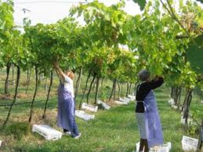 Ultimi giorni per l'adesione al bando di  sostegno  alla viticoltura