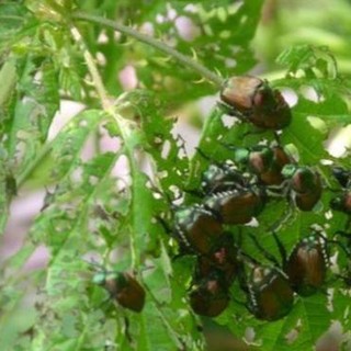 Liguria verde, Boeri (Coldiretti): &quot;La globalizzazione porta dannosi organismi alieni&quot;