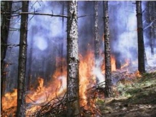 Liguria: modificata la legge sugli incendi boschivi
