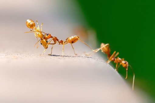 Disinfestazione delle formiche