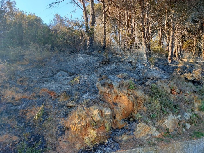 Alassio, spento l'incendio boschivo divampato nella zona di Moglio: bonifica in corso (FOTO)