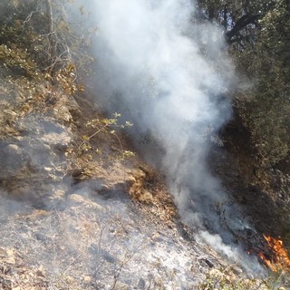 Incendi boschivi, OSA: &quot;Catastrofe anche animale&quot;