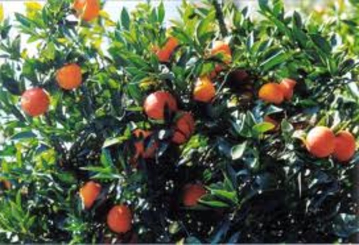 Coldiretti Savona a sotegno delle arance siciliane
