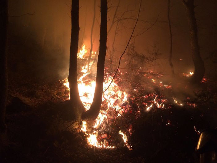 Emergenza incendi, Pastorino &quot;Disoccupati e lavoratori socialmente utili per la pulizia e il rimboschimento&quot;