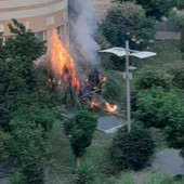 Danno fuoco ad una pianta a Savona e scappano, intervento dei vigili del fuoco e della polizia locale (FOTO)