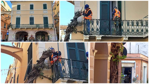 Pietra Ligure, Carrara (gruppo &quot;Centrodestra&quot;): &quot;Garantire la cura del glicine in piazza vecchia&quot;