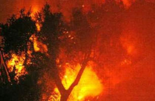 Villanova: 300 mq di pineta e macchia mediterranea in fiamme