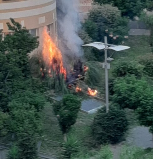 Danno fuoco ad una pianta a Savona e scappano, intervento dei vigili del fuoco e della polizia locale (FOTO)