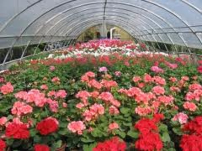 Regione: bando da 700 mila euro per floricoltura e florovivaismo