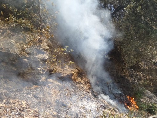 Incendi boschivi, OSA: &quot;Catastrofe anche animale&quot;