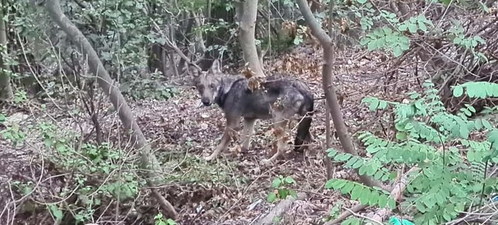 Lupi in Val Maremola, c'è chi si preoccupa ma il sindaco Oddo invita alla calma: &quot;Animale diffidente, non vede l'uomo come preda&quot;