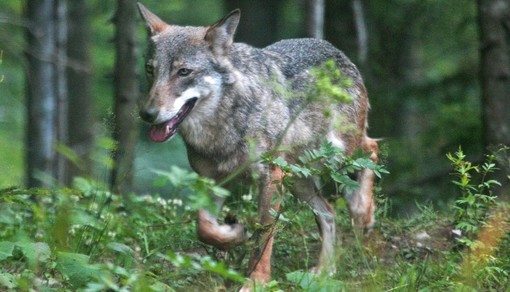 Cane sbranato da un lupo a Sassello, l'OSA prende tempo: &quot;Molti dubbi da chiarire&quot;