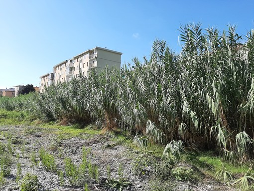 Albissola, via alla manutenzione ordinaria del Sansobbia (FOTO)