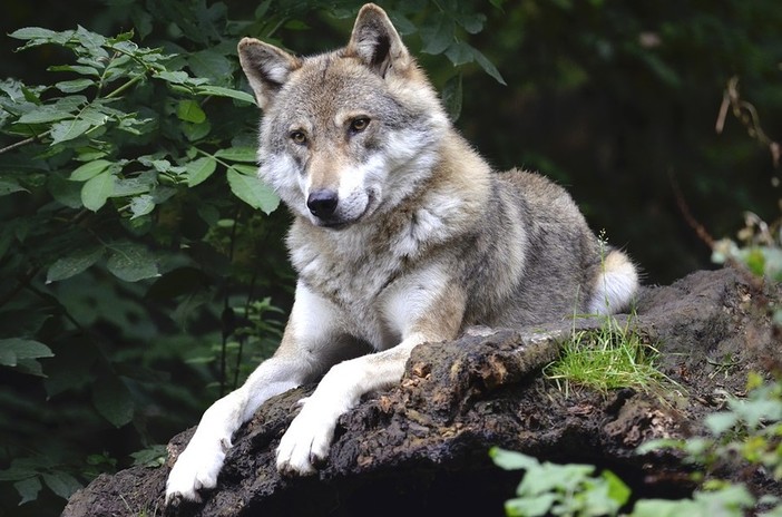 Lupi nel Beigua, il parco precisa: &quot;Numeri in crescita, ma non ci sono 30 branchi&quot;