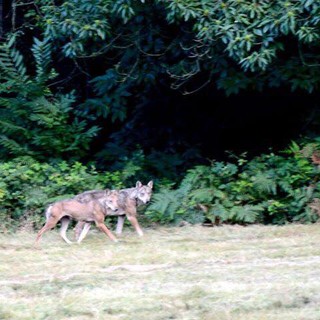 Cairo, avvistati due esemplari di lupo nella Riserva Naturale dell'Adelasia (FOTO)