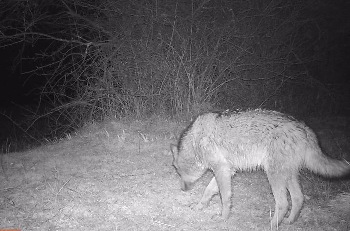 &quot;Questo è un lupo&quot;: un magnifico esemplare femmina avvistato in Val Bormida