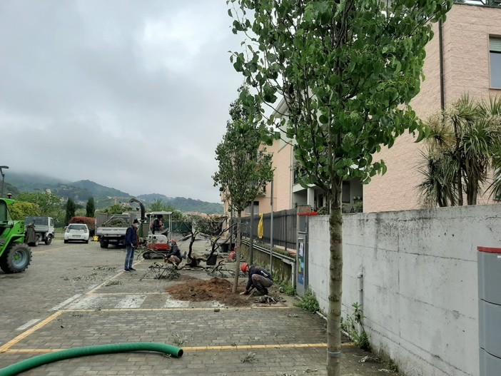 Albissola, partiti i lavori di riqualificazione del verde nel parcheggio di via Pergolesi