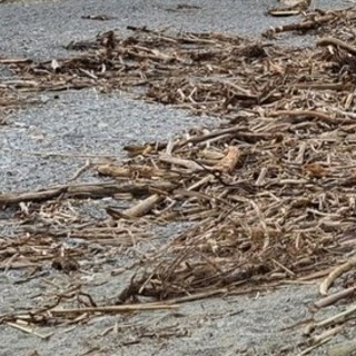 Loano: sì alla raccolta di legna sulle spiagge purché senza fini di lucro