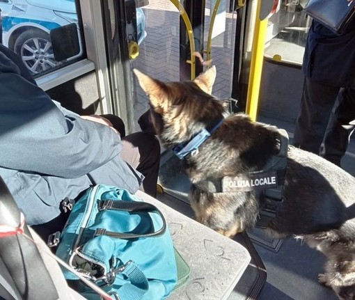 Senza biglietto sull'autobus a Savona, dà in escandescenze: la polizia locale lo calma e lo sanziona