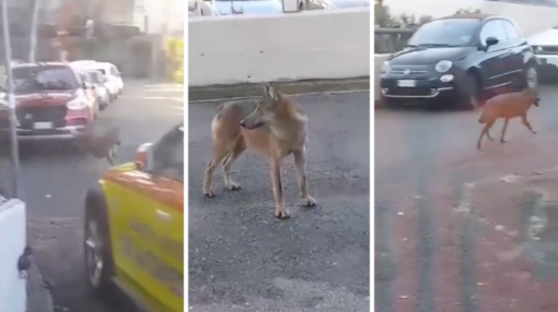 A Genova lupi in città, avvistato un esemplare nel parco dell’ex ospedale di Bolzaneto (Video)