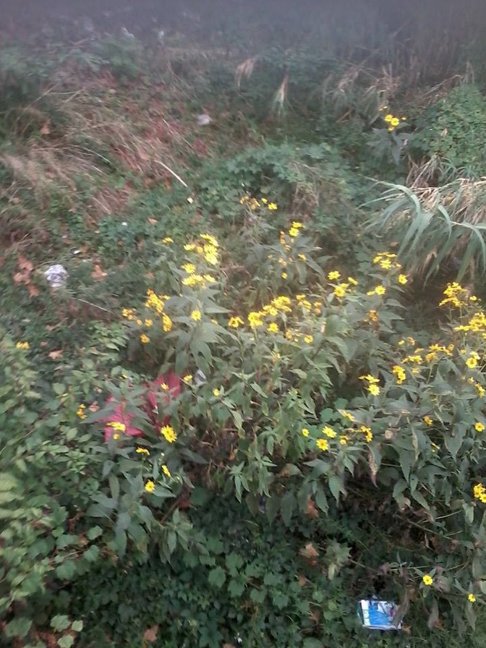 &quot;Allerta meteo, ma il Letimbro a Savona invaso ancora da una fitta vegetazione&quot;: la denuncia di una lettrice