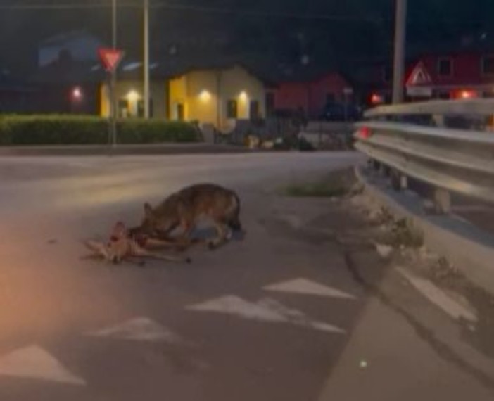 Carcare, lupo azzanna capriolo e lo trascina in strada sotto gli occhi degli automobilisti