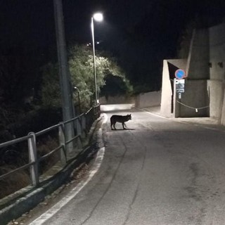 Natura incontaminata vicino a casa: lupo avvistato a Bergeggi (FOTO)