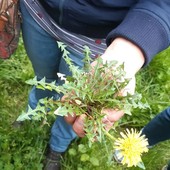 La botanica, una passione familiare per la savonese Laura Brattel: &quot;Racconto briciole di storia della mia famiglia&quot;