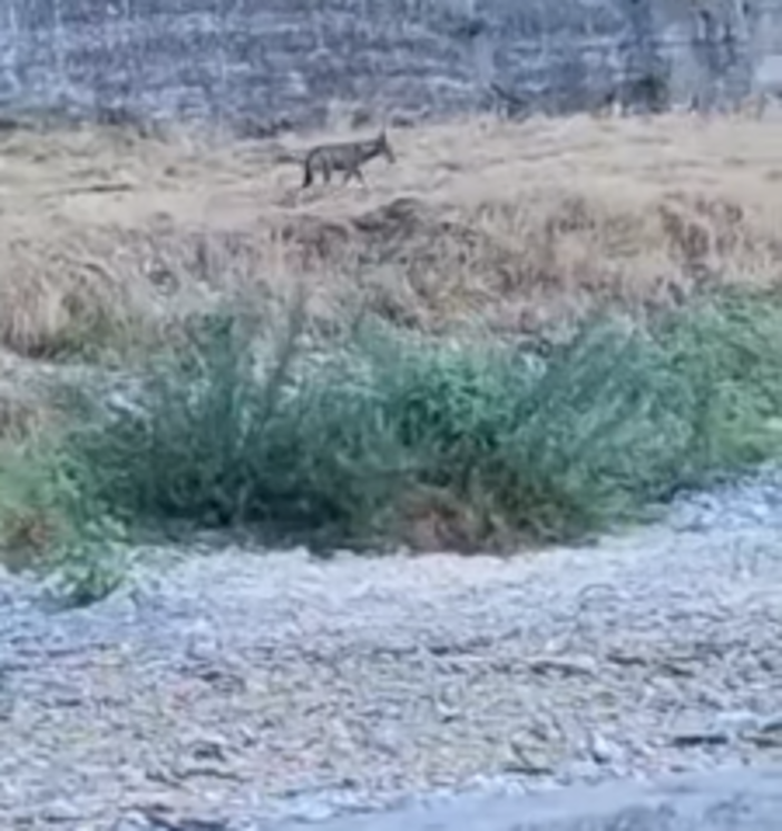 Avvistato un lupo nel Bisagno, l'ex assessore Mai: &quot;E' a caccia, da tempo dico che i cinghiali vanno rimossi&quot; (VIDEO)