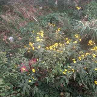 &quot;Allerta meteo, ma il Letimbro a Savona invaso ancora da una fitta vegetazione&quot;: la denuncia di una lettrice