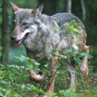 Lupi a Boissano: avvistamenti sulla provinciale e in zona Berruti/Gandarini