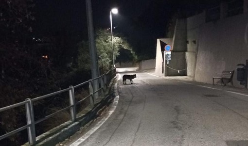 Natura incontaminata vicino a casa: lupo avvistato a Bergeggi (FOTO)