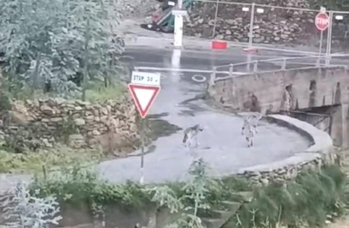 Branco di lupi a Tovo San Giacomo nella zona di Cà di Giurni (VIDEO)