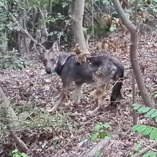 Lupi in Val Maremola, c'è chi si preoccupa ma il sindaco Oddo invita alla calma: &quot;Animale diffidente, non vede l'uomo come preda&quot;