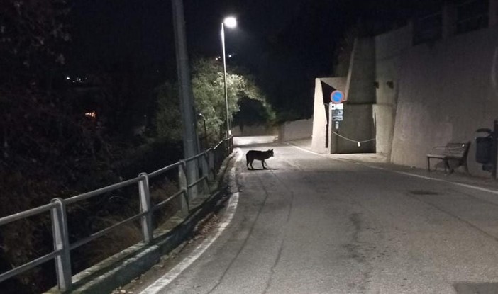 Natura incontaminata vicino a casa: lupo avvistato a Bergeggi (FOTO)