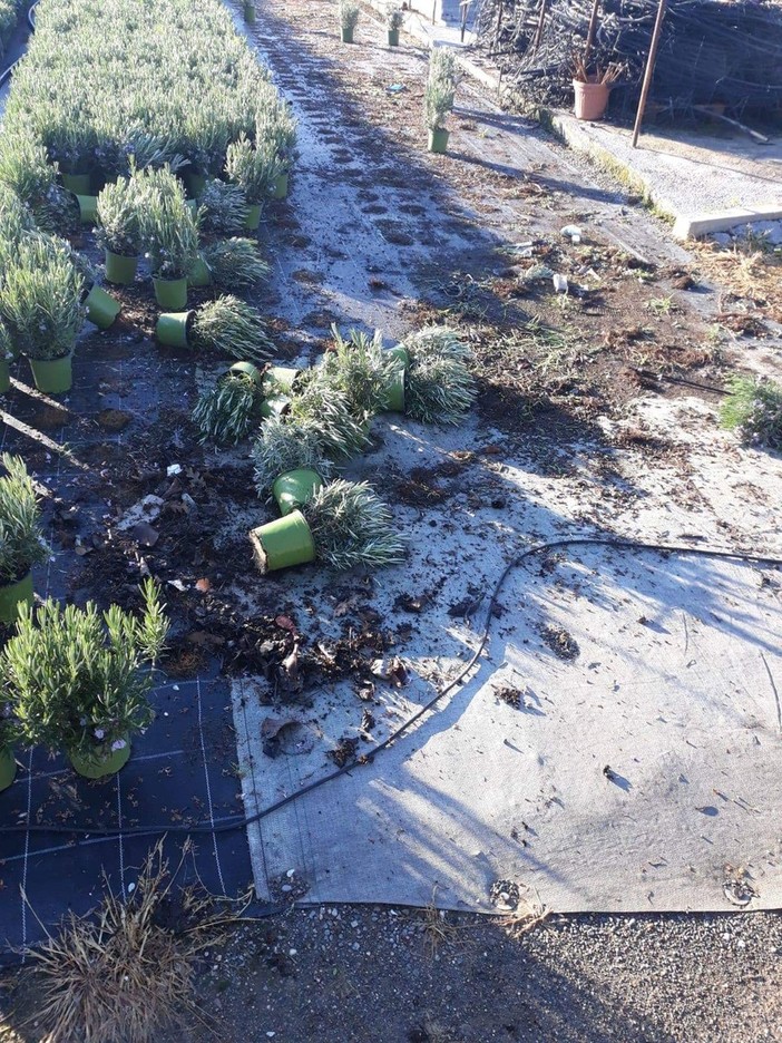 Bastia d'Albenga, i ladri colpiscono le aziende agricole: rubati diversi vasi di piante aromatiche