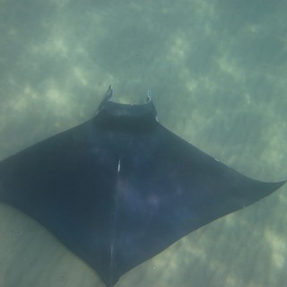 L'ormai celebre Manta liberata ieri da alcuni ami e lenze, grazie alla Guardia Costiera e agli esperti dell'Acquario di Genova