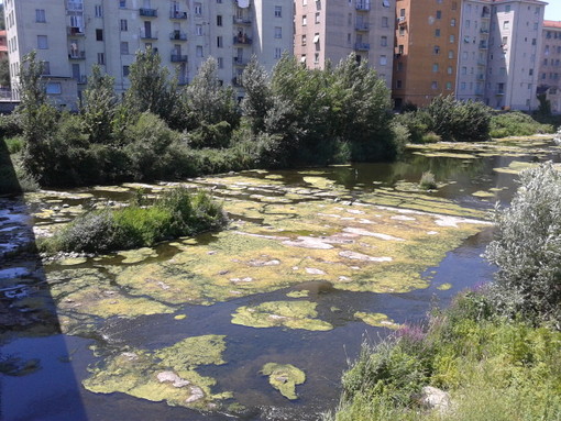 Cairo, mucillagine nel fiume Bormida (VIDEO e FOTO)