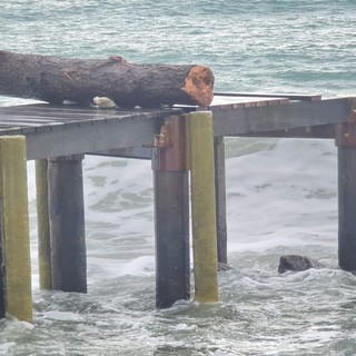 Pontile della Margonara ad Albissola, il Comune affida l'incarico per la sistemazione e il completamento