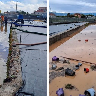 Maltempo ad Albenga, milioni di danni all’agricoltura, Coldiretti: “Subito stato di calamità”