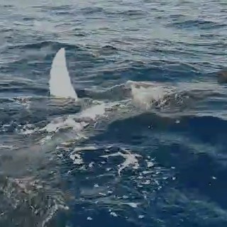 Albenga, avvistamento di 4 mante di circa 2 metri l’una, Lega Navale: &quot;Evento rarissimo nei nostri mari&quot; (VIDEO)