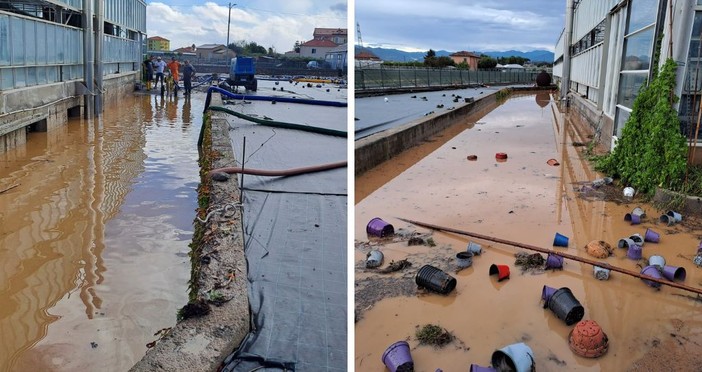 Maltempo ad Albenga, milioni di danni all’agricoltura, Coldiretti: “Subito stato di calamità”