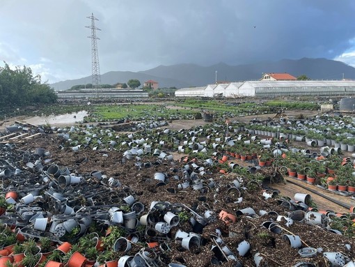 Maltempo ad Albenga: la conta dei danni continua ad aumentare, nuove aziende agricole segnalano perdite nella propria produzione