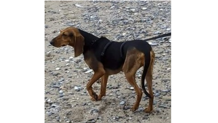 Cagnolina smarrita a Carcare: l'appello per trovare Maia (FOTO)