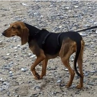 Cagnolina smarrita a Carcare: l'appello per trovare Maia (FOTO)